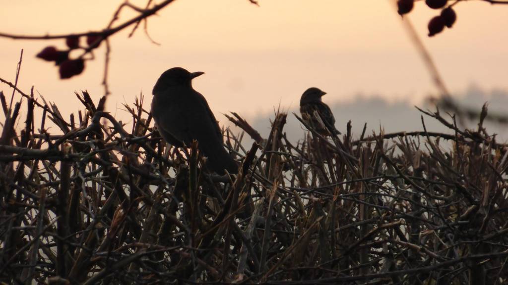 Birds watching the sunset in Market Harborough