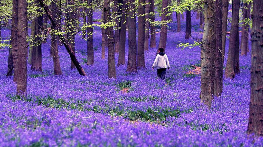 Bluebells in Hertfordshire