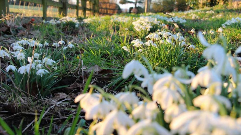 snowdrops
