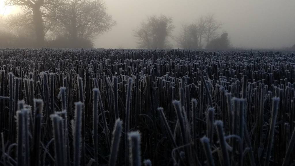 Frosty ground