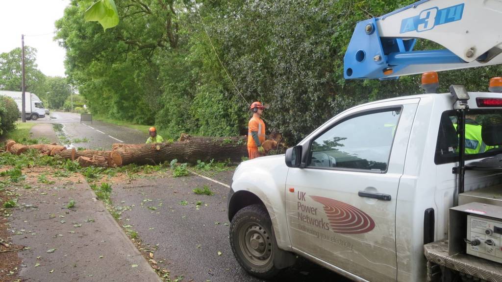 Fallen tree