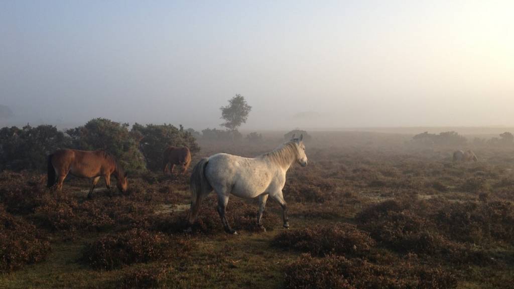 New Forest ponies