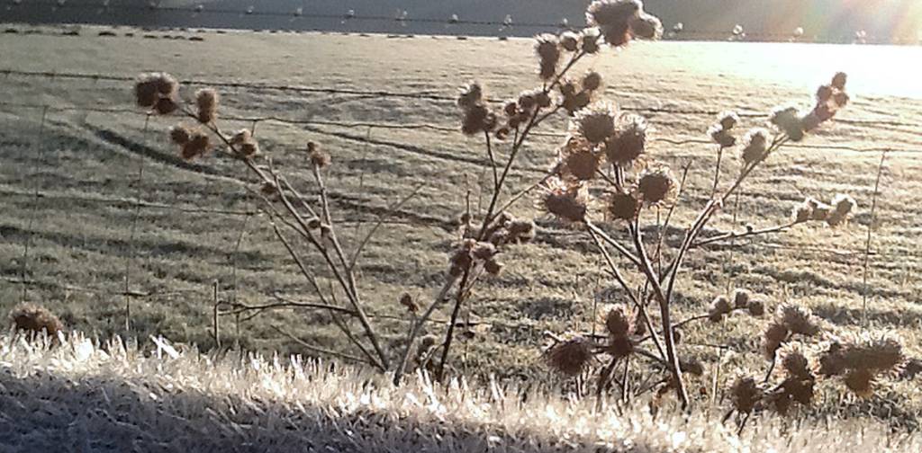 Raveningham frost