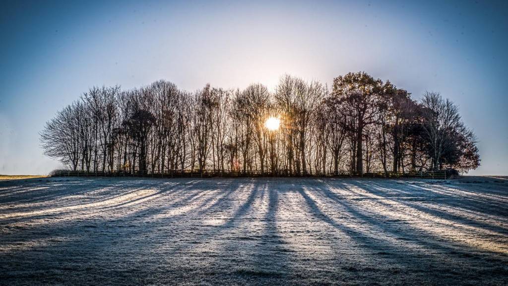 Belper ice trees