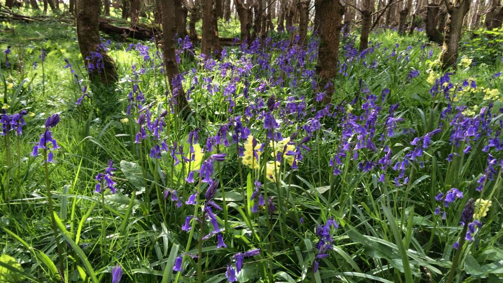 BLuebells