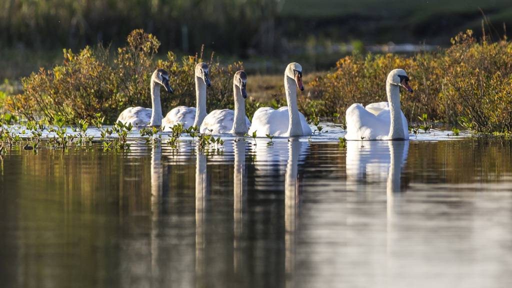 Swans in the New Forest