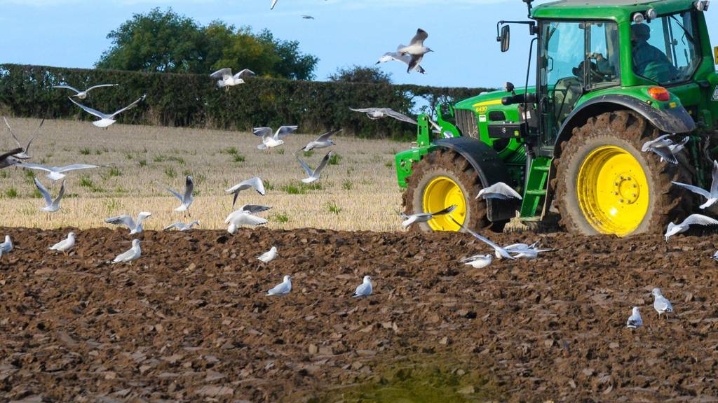 Farming in Groomsport