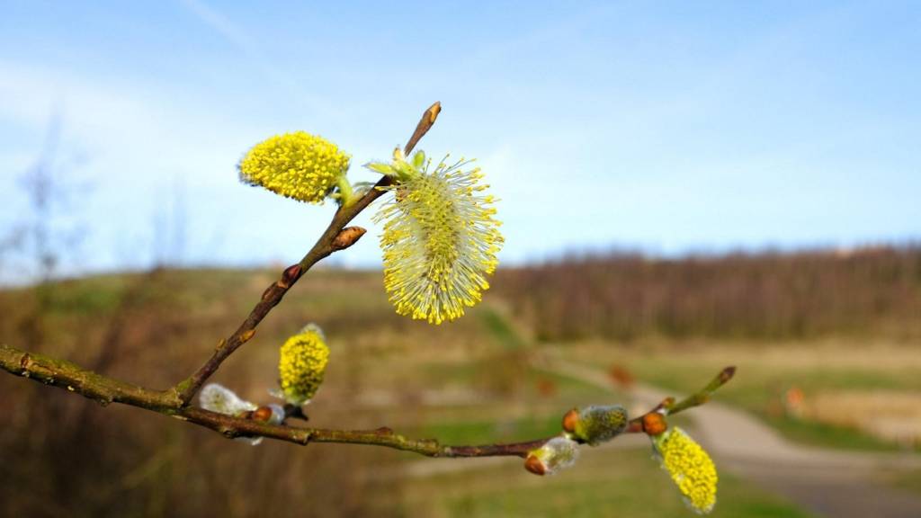 Catkins