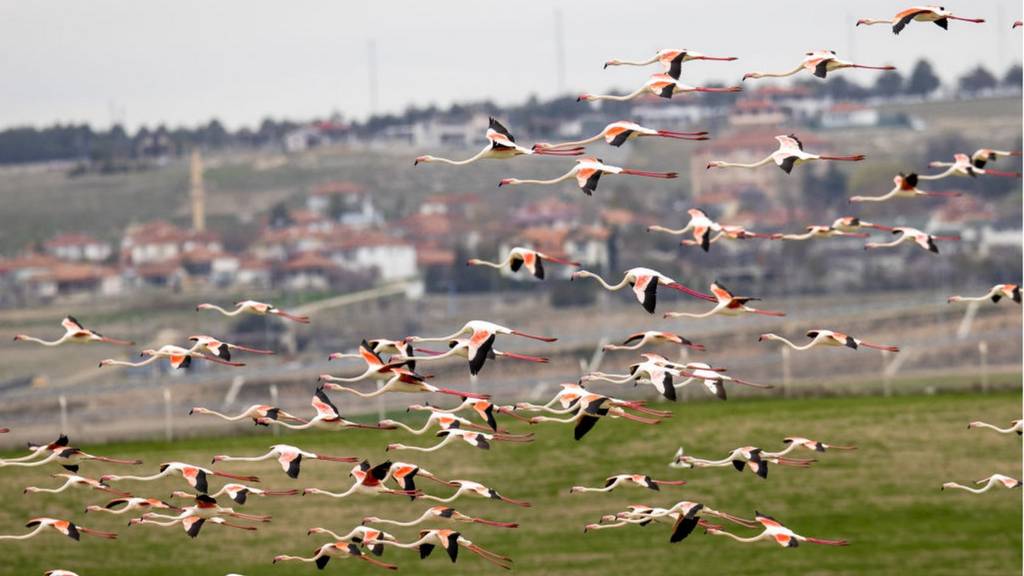 Ankara göçmen kuşlar