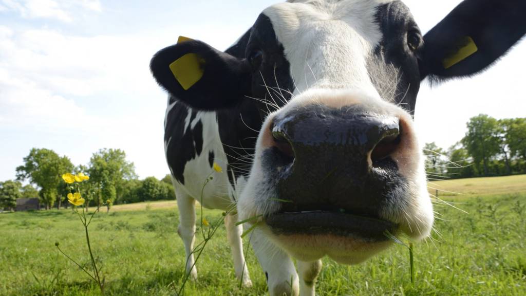 Cow