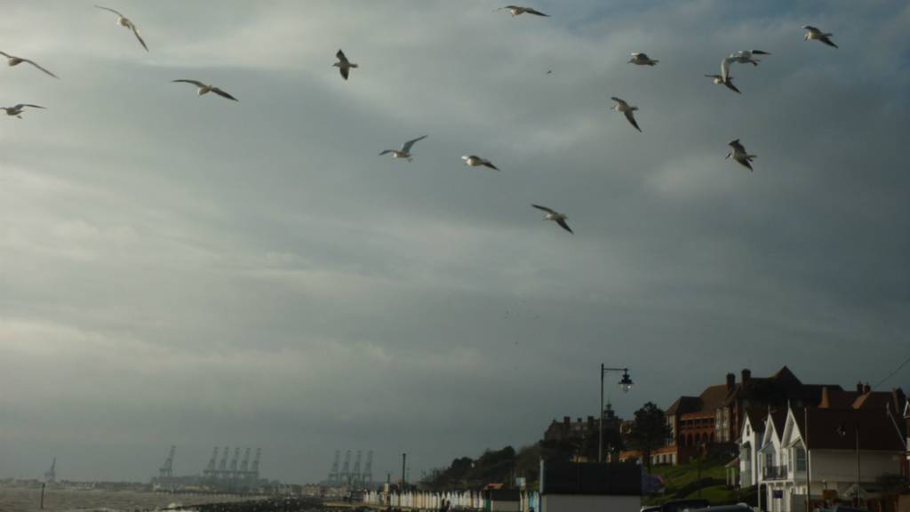 Seagulls over Felixstowe