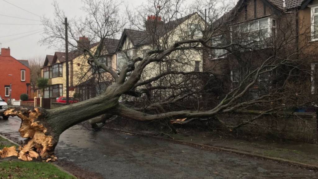 Fallen tree