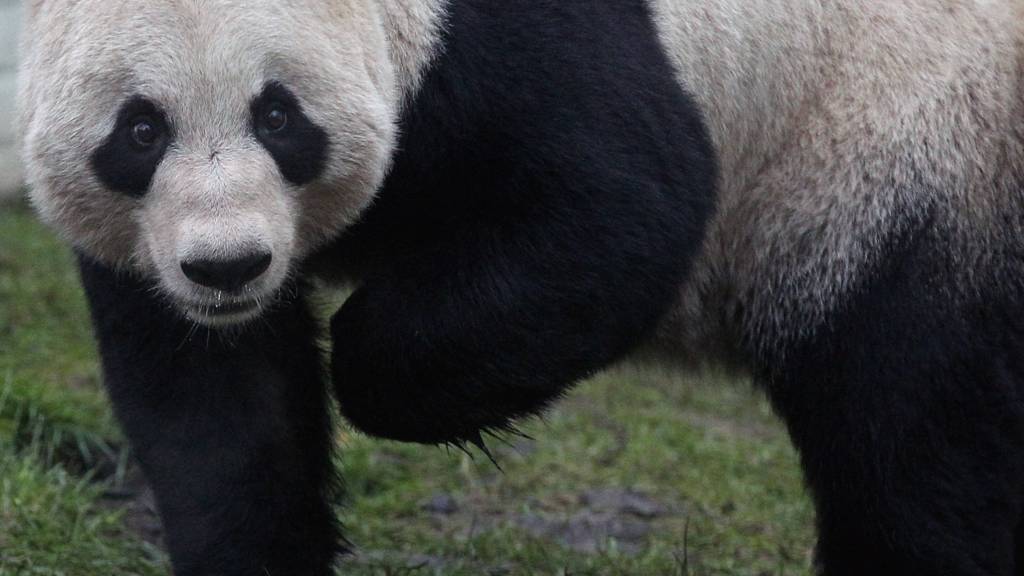 tian tian