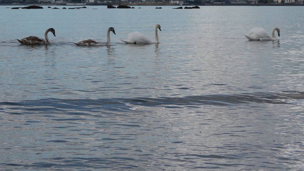 Swans
