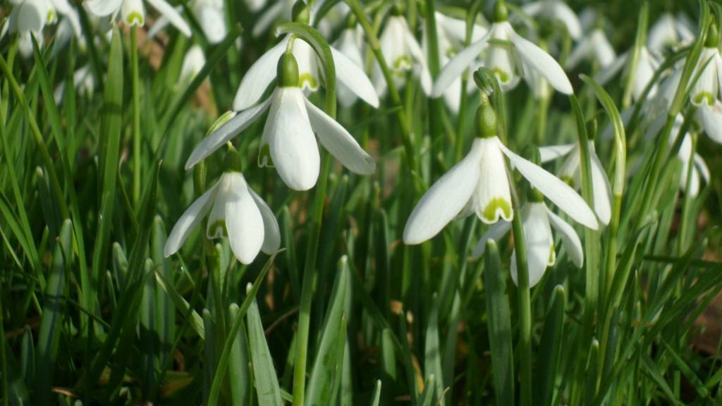 snowdrop