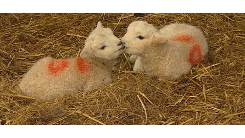 Lambs
