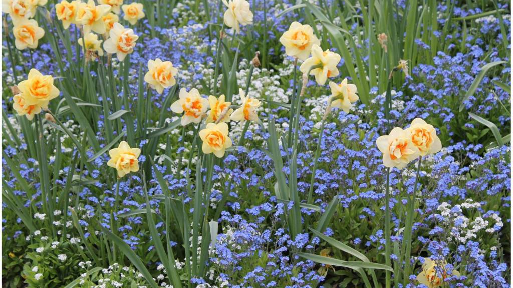 Daffodils