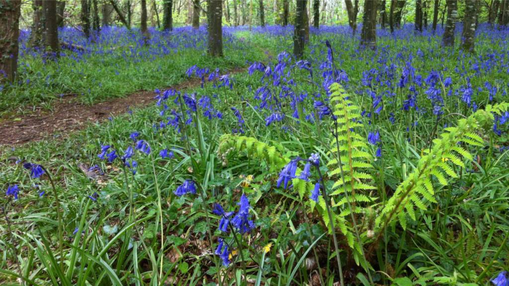 Bluebells