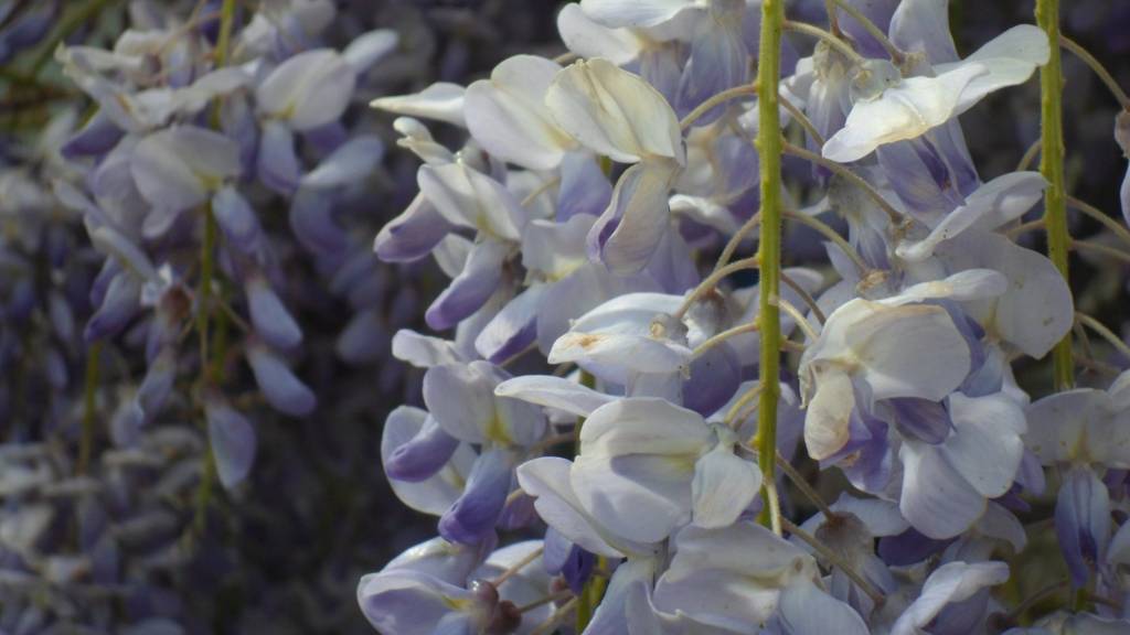 wisteria