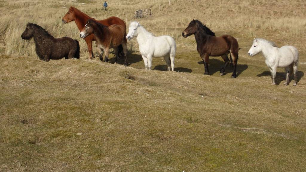 ponies