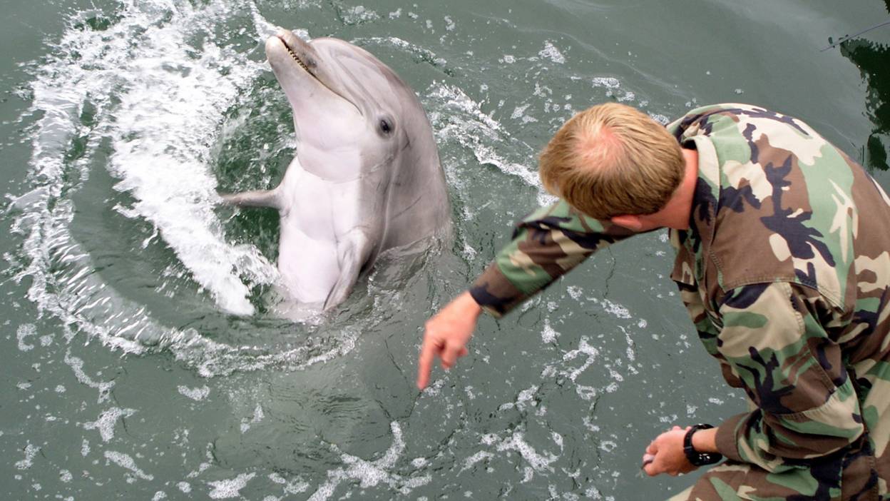 Military dolphin