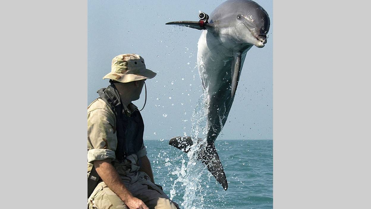 Military dolphin