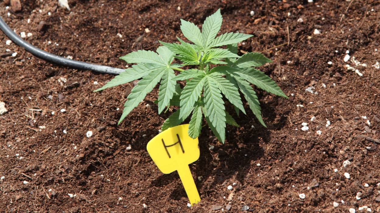 Legalising weed: A matter of life and death? - BBC Three