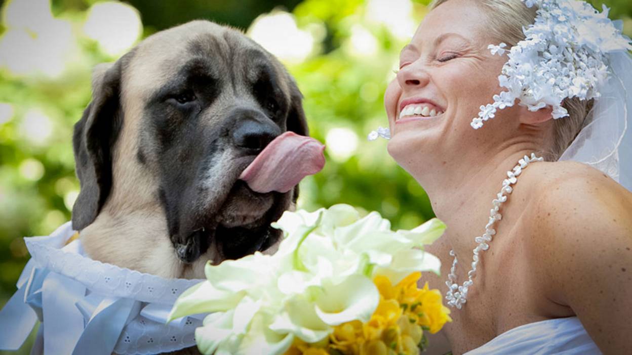 Dog with bride