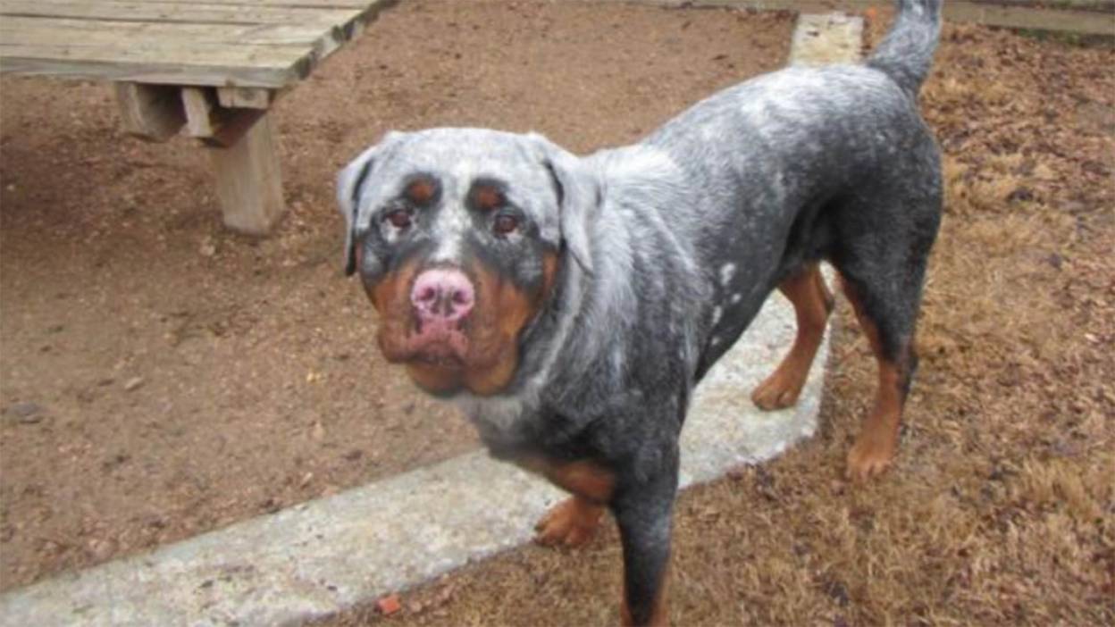 Why this rottweiler's turning white 