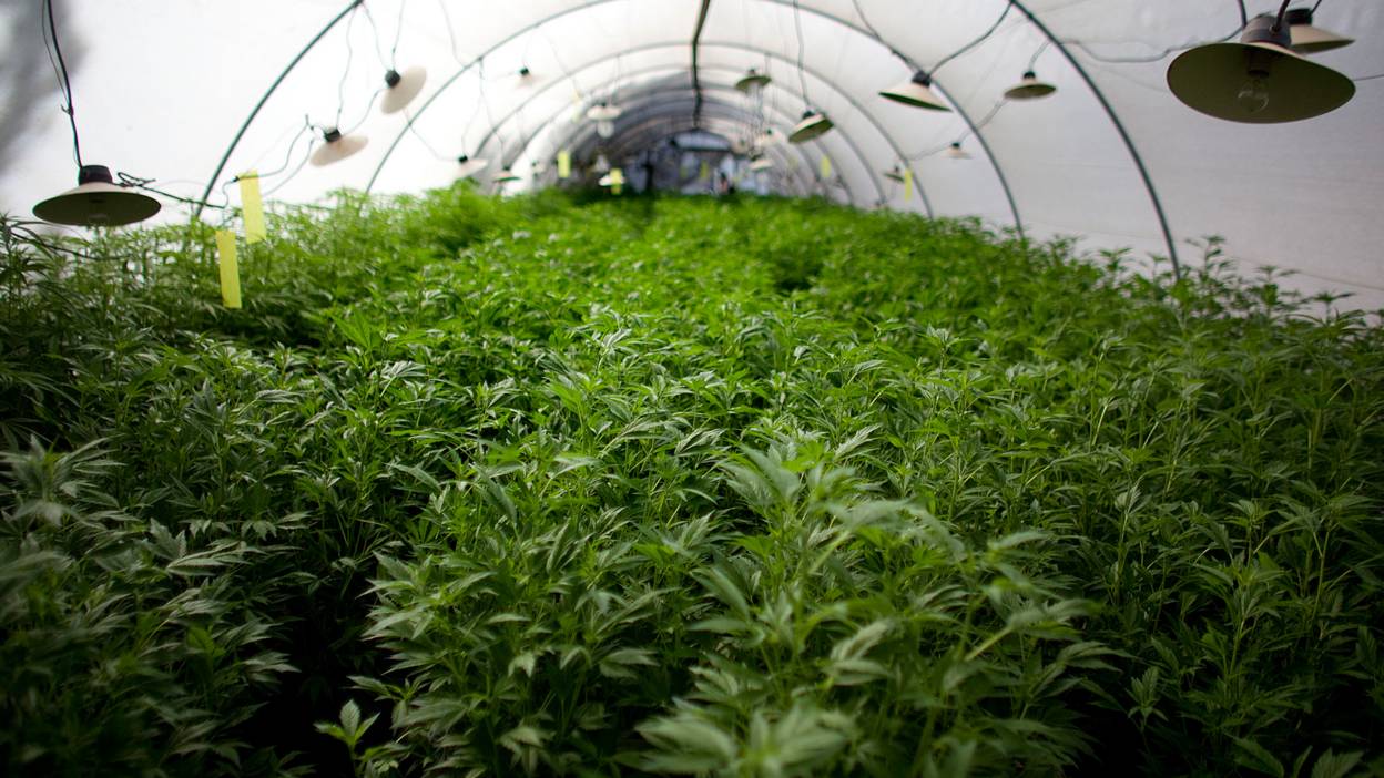 Israeli cannabis farm