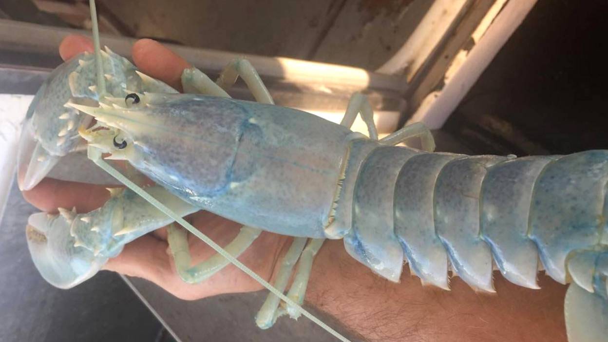 An iridescent, pearly-sheened lobster held in a fisherman