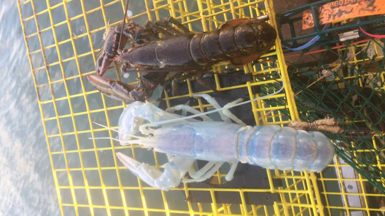 A pearly white and a brown lobster sit next to each other on a bright yellow metal grid.