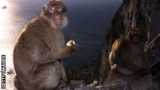 Monkeys live on the famous Rock of Gibraltar