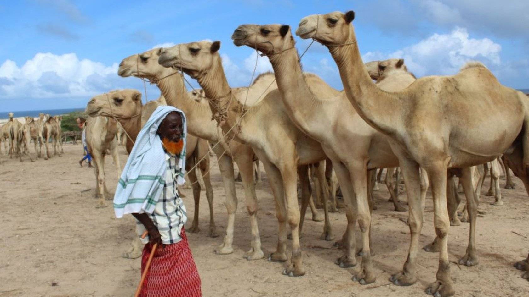 Africa Live: Ban On Kenya's Donkey Meat Trade Lifted - BBC News