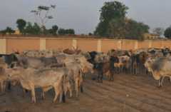 Recovered cattle in Zamfara state, Nigeria