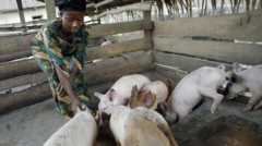 A woman feeding pigs in Lagos State, Nigeria - archive shot