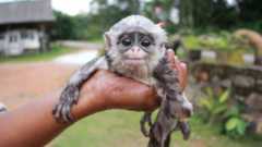 A baby monkey poached in Indonesia
