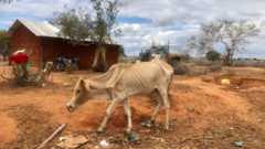 A cow in a homestead in Kilifi, Kenya