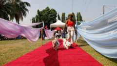 Dogs on the red carpet