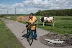 женщина, корова и снаряд