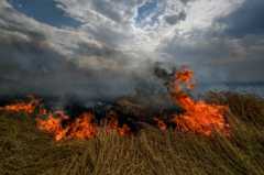 Горящее пшеничное поле