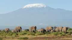 Mount Kilimanjaro overlooks the Kenya's Amboseli Park just over the border in Tanzania.