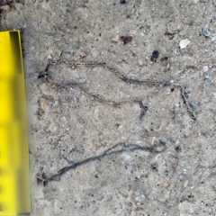 нараж у Бучі