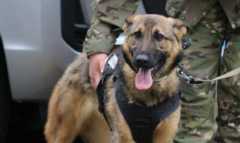 Собака-сапер