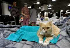 Белгород Арена, превращенный в приют для эвакуированных