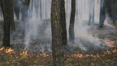 Горящий лес
