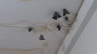 Mushrooms growing from ceiling