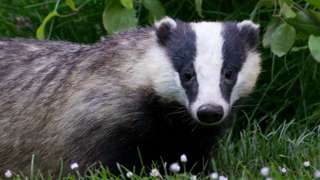 A badger