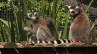 Two lemurs sitting at Newquay Zoo