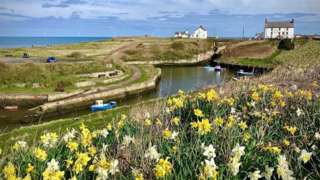 Daffodils along a bank by a beach